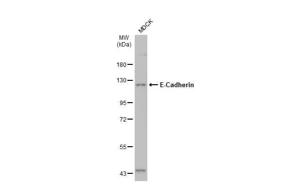 E-Cadherin Antibody