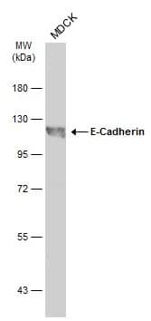 E-Cadherin Antibody
