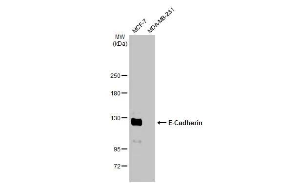 E-Cadherin Antibody