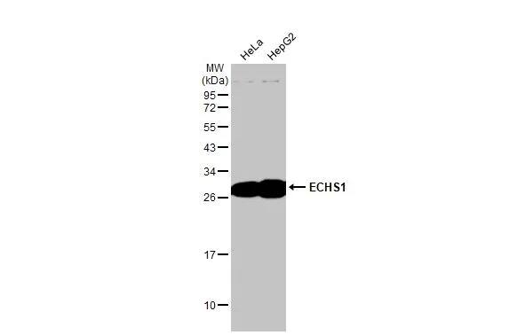 ECHS1 Antibody