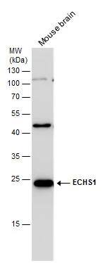 ECHS1 Antibody - BSA Free