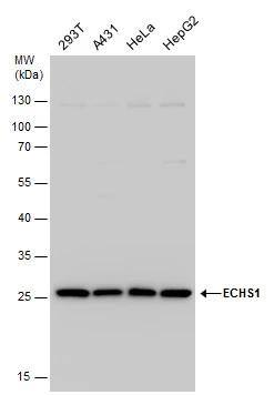 ECHS1 Antibody - BSA Free
