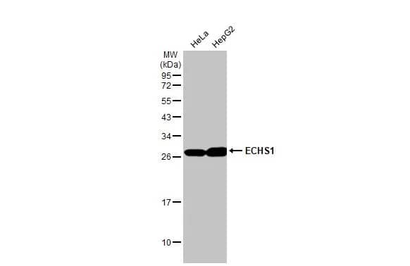 ECHS1 Antibody