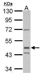 EGR2 Antibody