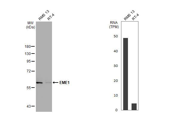 EME1 Antibody