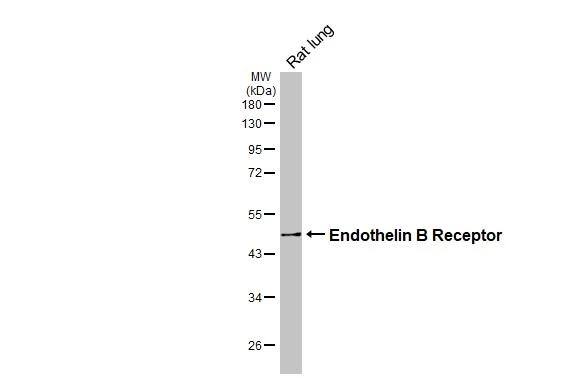 EDNRB/Endothelin R Type B Antibody - BSA Free