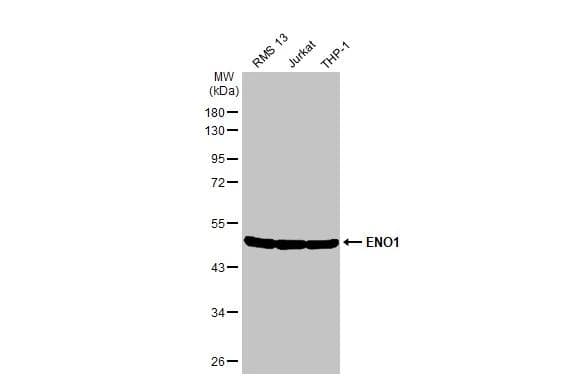 Enolase 1 Antibody
