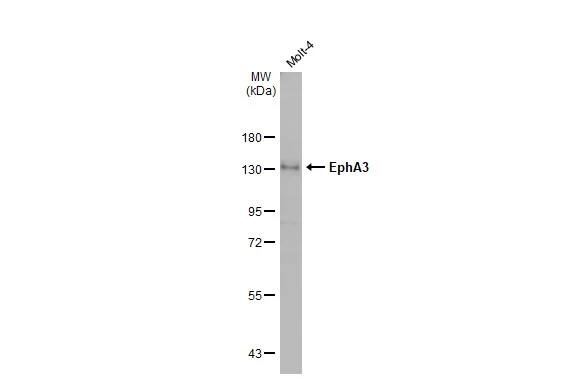 EphA3 Antibody