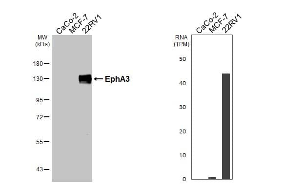 EphA3 Antibody - BSA Free