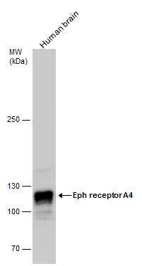 EphA4 Antibody