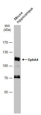 EphA4 Antibody