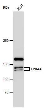 EphA4 Antibody