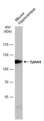 EphA4 Antibody