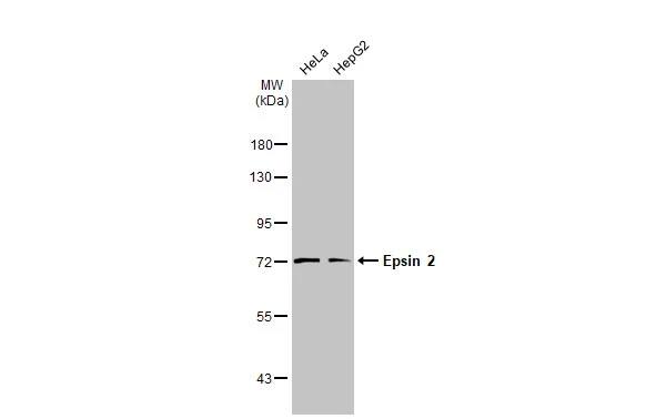 Epsin-2 Antibody
