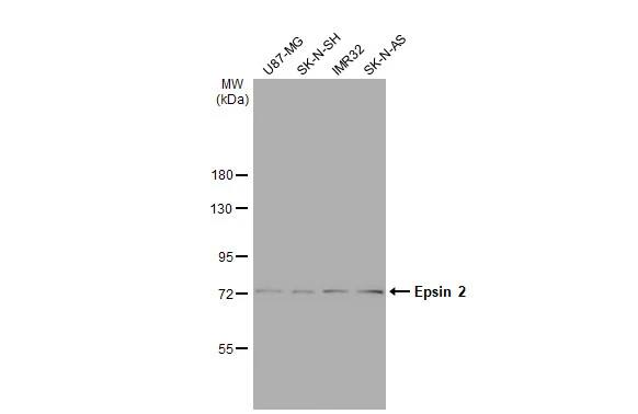 Epsin-2 Antibody