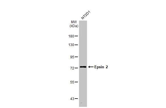 Epsin-2 Antibody