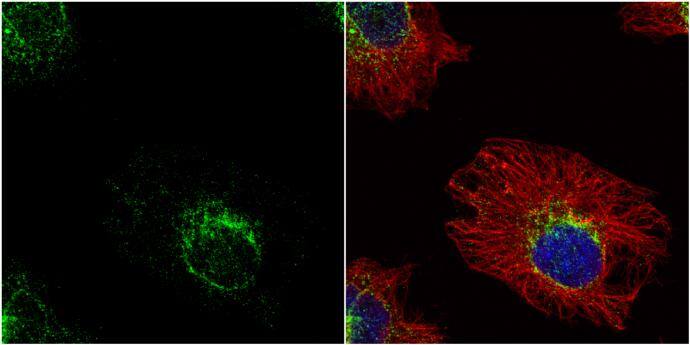 ETHE1 Antibody - BSA Free