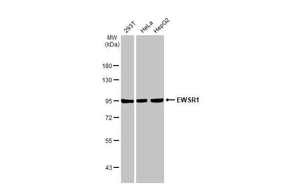 EWSR1 Antibody - BSA Free