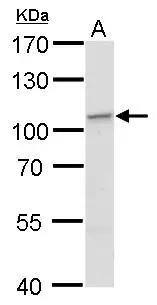 EXOC2 Antibody - BSA Free