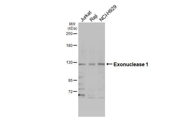 Exonuclease 1 Antibody - BSA Free