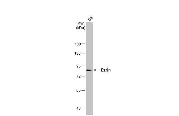 Ezrin Antibody - BSA Free