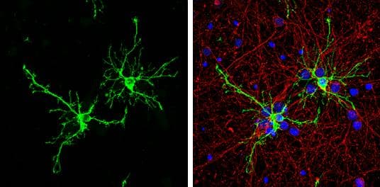 FABP7/B-FABP Antibody - BSA Free