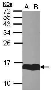 FABP7/B-FABP Antibody - BSA Free