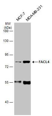 FACL4 Antibody - BSA Free