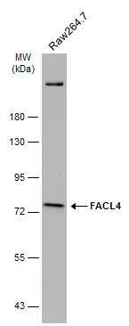 FACL4 Antibody - BSA Free