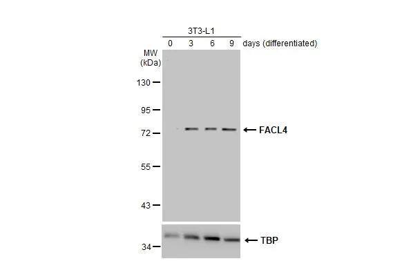 FACL4 Antibody - BSA Free
