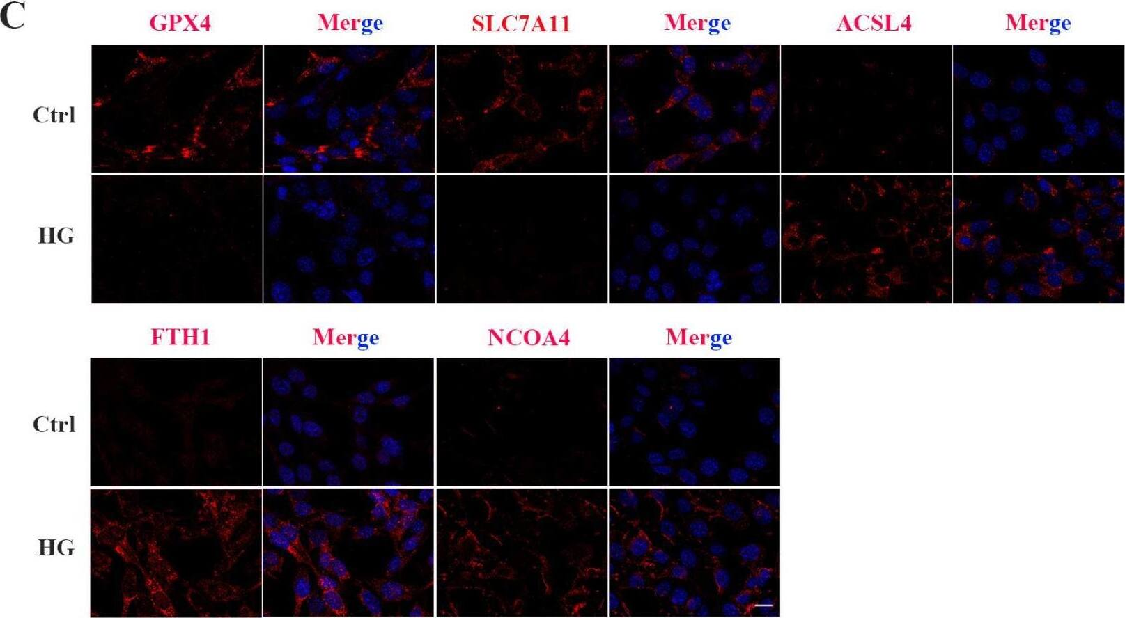 FACL4 Antibody