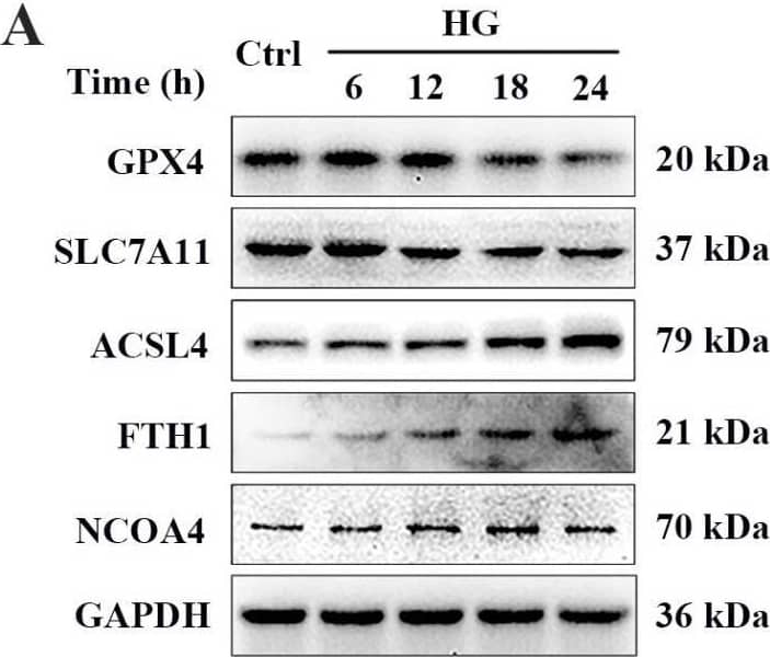 FACL4 Antibody