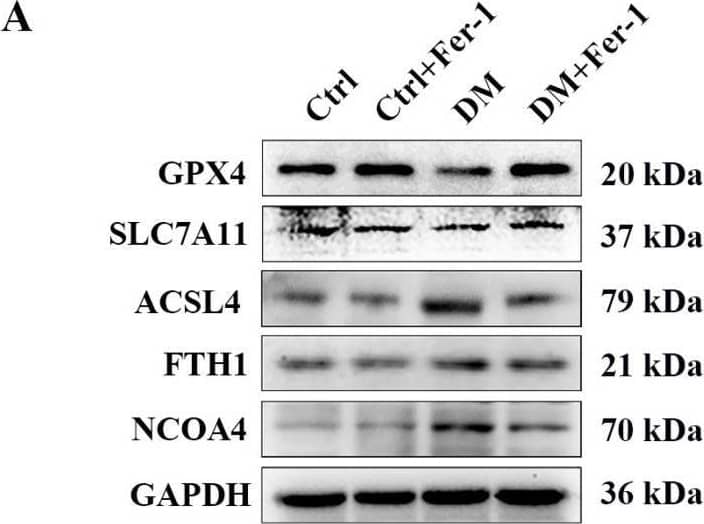 FACL4 Antibody