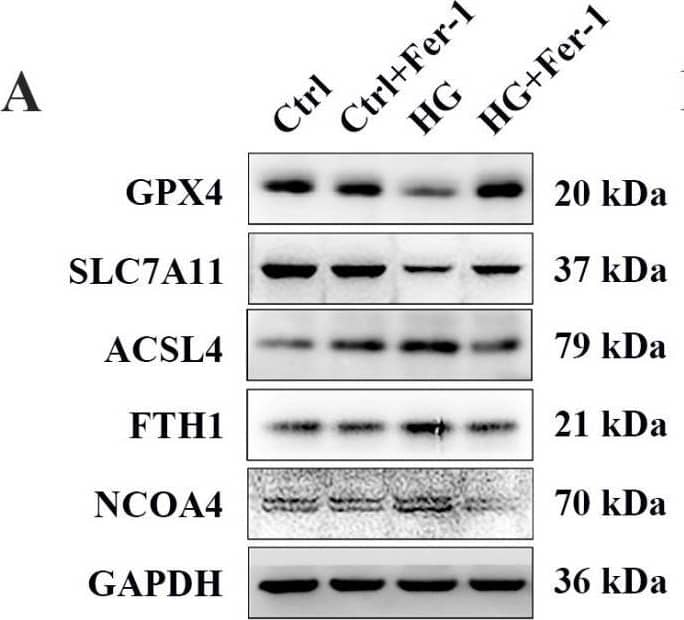 FACL4 Antibody