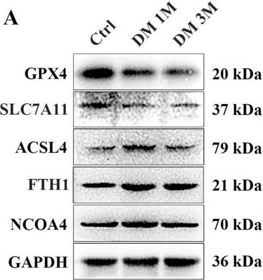 FACL4 Antibody