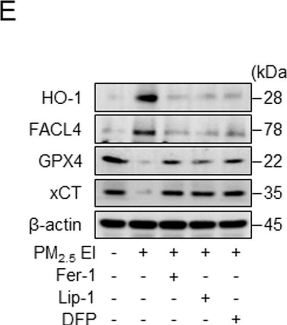 FACL4 Antibody