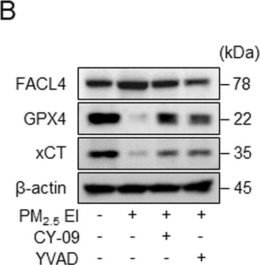 FACL4 Antibody