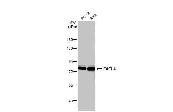 FACL4 Antibody