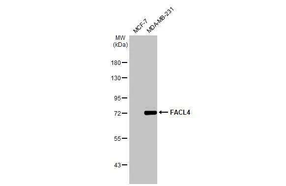 FACL4 Antibody