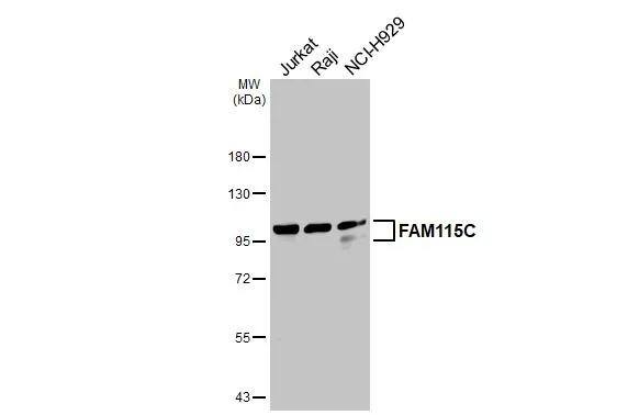 FAM115C Antibody - BSA Free