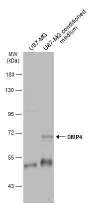 FAM20C Antibody