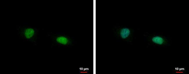 FAM98B Antibody - BSA Free