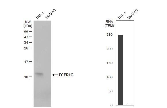 FCER1G Antibody