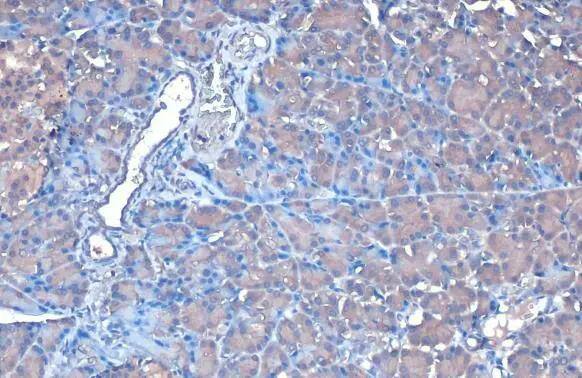 FDPS Antibody - BSA Free