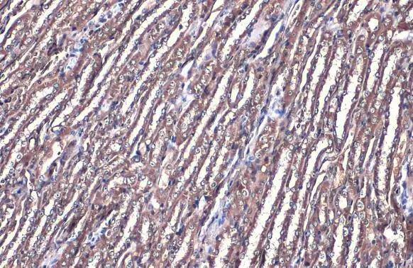 FDPS Antibody - BSA Free