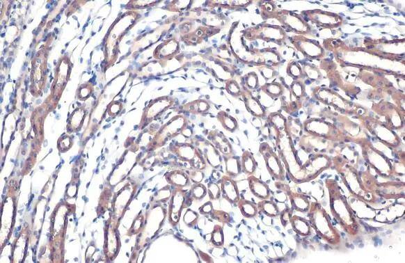 FDPS Antibody - BSA Free