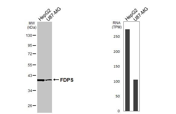 FDPS Antibody - BSA Free