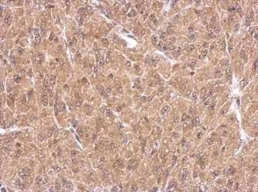 FHL1 Antibody