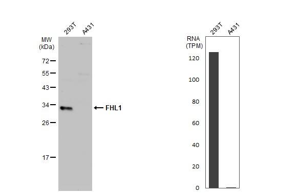 FHL1 Antibody