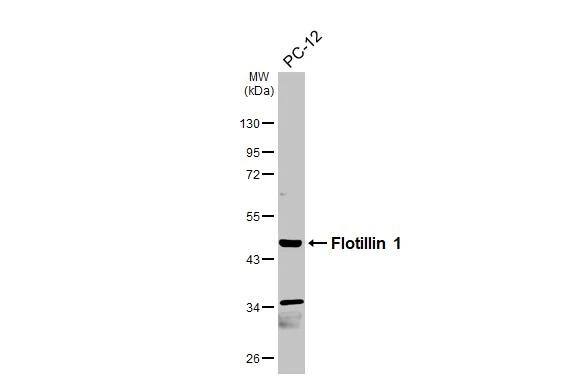 Flotillin-1 Antibody - BSA Free